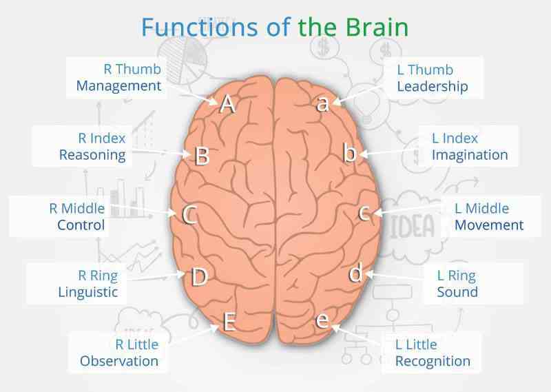 Brain Functions
